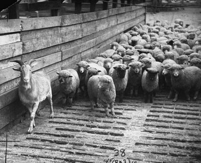 judas-goat