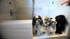 Dog Suites